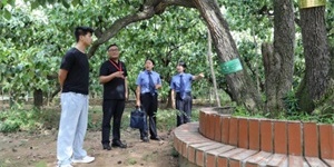 魏县：古梨树保护迎来“阅卷人”